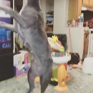 Meet your Posher, Pierre